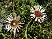 22 Carlina acaulis (Carlina bianca) incontrata sul percorso